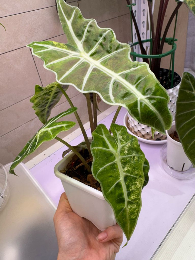 알로카시아 아마조니카 폴리스플래쉬 모주(풍성해요)--2