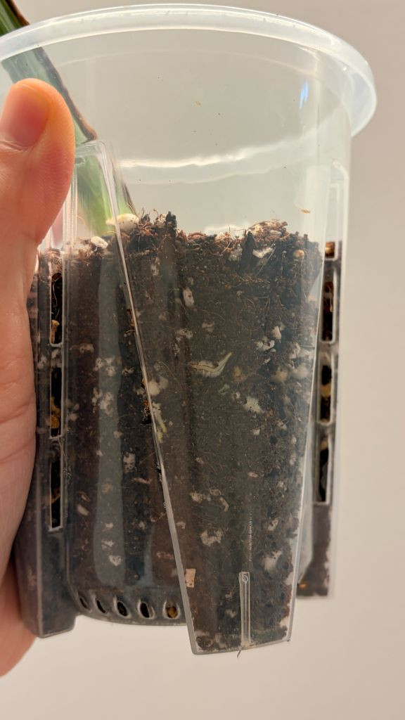 몬스테라 알보 2--1