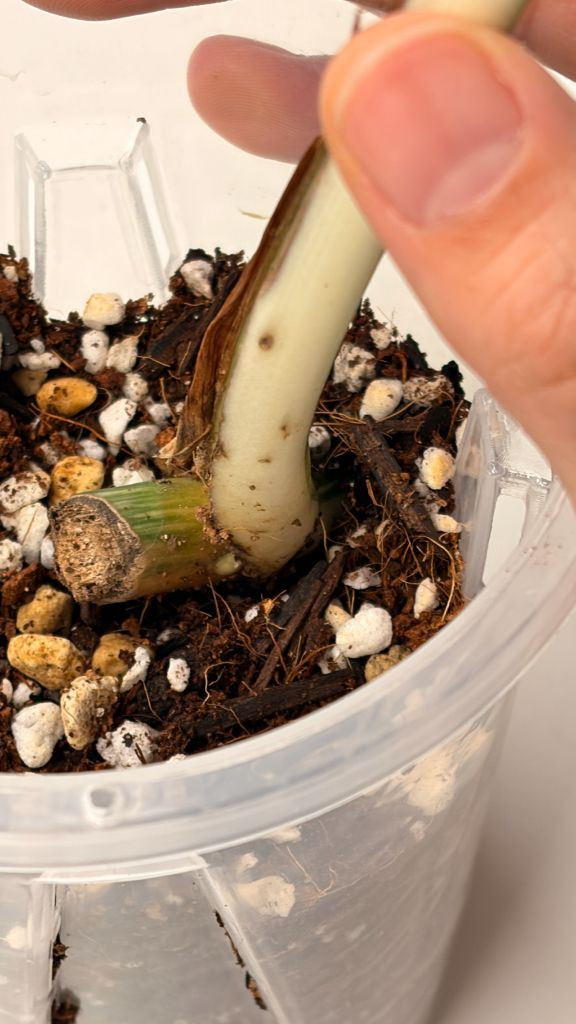 몬스테라 알보 2--2