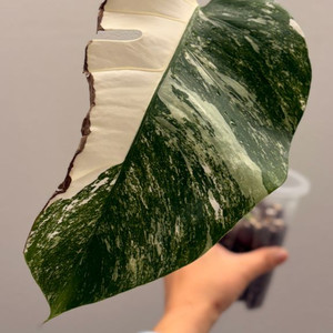 몬스테라 알보 2