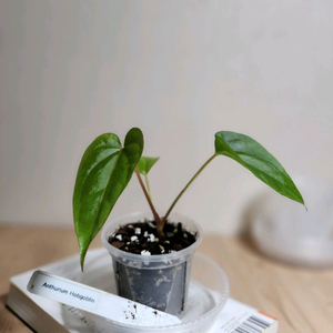 안스리움 홉고블린(JV)