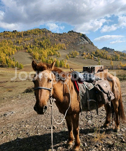 승마 방수가방 외승 말 안장가방--1
