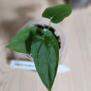 안스리움 파나마마1(JV)