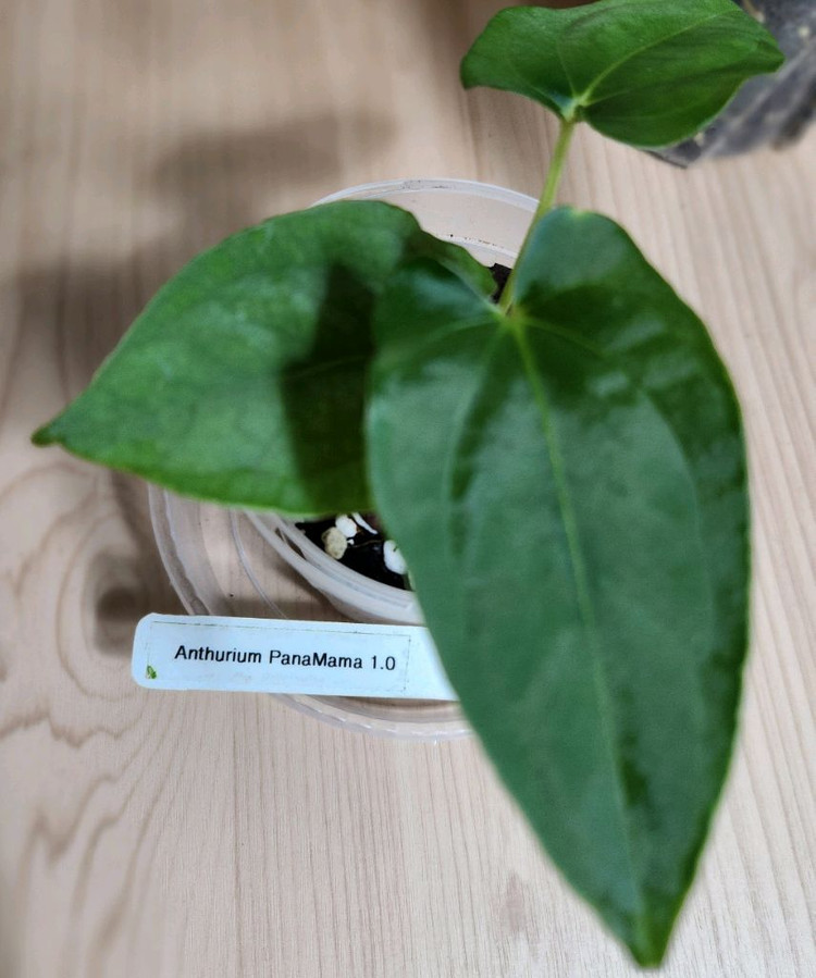 안스리움 파나마마1(JV)--1