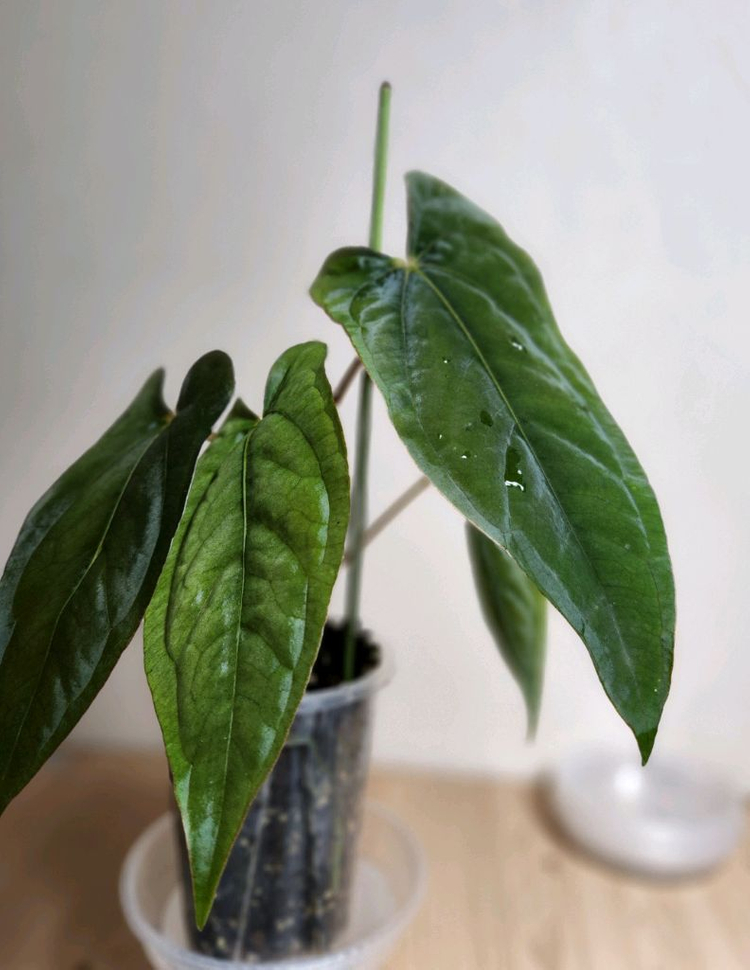 안스리움 파나마마1(JV)--2