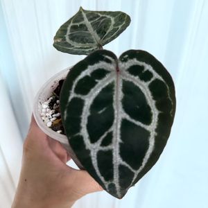 안스리움 미쉘(닥블)