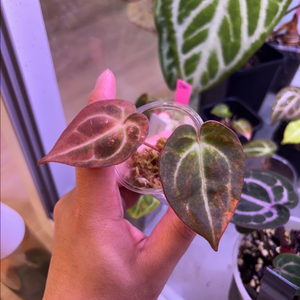 안스리움 레드크리스탈넘 하브 바리에가타(썬셋)