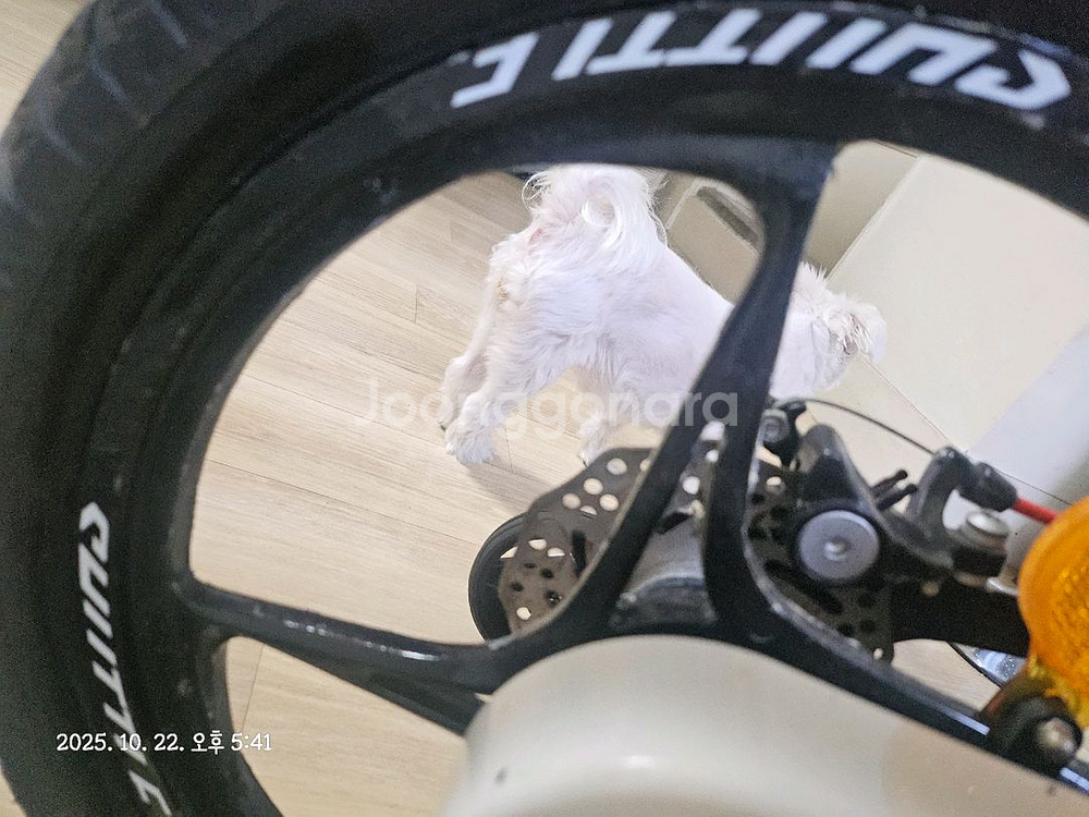 로얄베이비 스페이스 셔틀 자전거 16인치--3