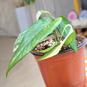 에피프레넘 피나텀 바리에가타