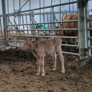 kpn1649.한우정액 판매합니다