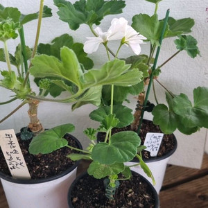 제라늄 러시아2종유럽1종