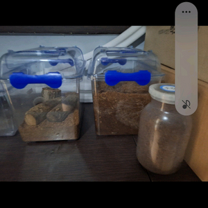 톱사유충,왕사성충 무료나눔 합니다 이미지