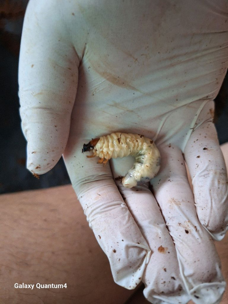 톱사유충,왕사성충 무료나눔 합니다 이미지