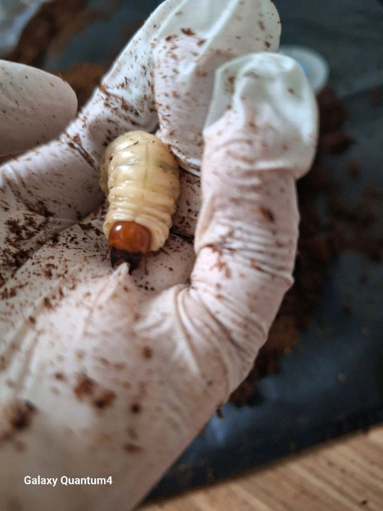 톱사유충,왕사성충 무료나눔 합니다 이미지