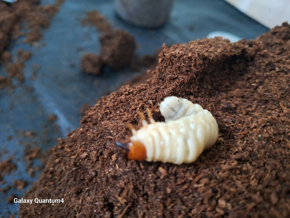 톱사유충,왕사성충 무료나눔 합니다 이미지