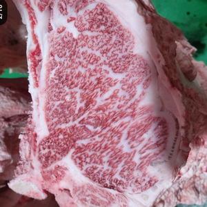 한우정액kpn 정리합니다