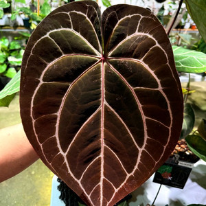 안스리움 레드크리스탈리넘 대품