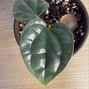 식물 안스리움 럭셔리안스 화분 이미지