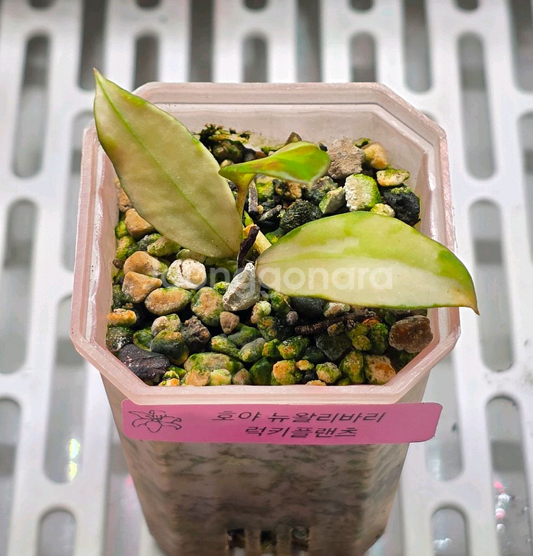 호야 뉴왈리바리 (알로x안스x)--0