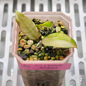 호야 뉴왈리바리 (알로x안스x)