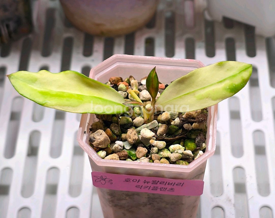 호야 뉴왈리바리(알로x안스x)--0