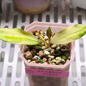 호야 뉴왈리바리(알로x안스x)