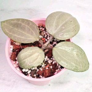 호야 사라왁민트( 알로x안스x)