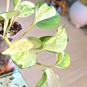 오레우스 스킨답서스 (만줄라)