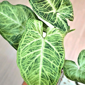 싱고니움 바틱 (희귀식물)