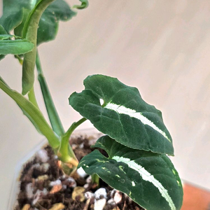 벨벳싱고니움 (희귀식물)