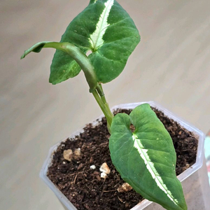 벨벳싱고니움 (희귀식물)