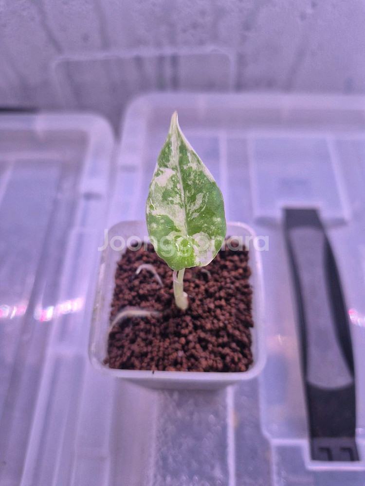 알로카시아 마하라니 바리에가타--0