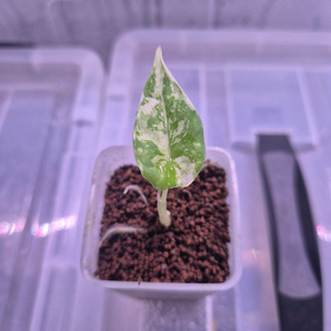 알로카시아 마하라니 바리에가타