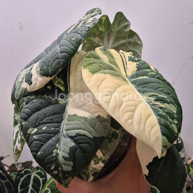 알로카시아 마하라니 바리에가타--1