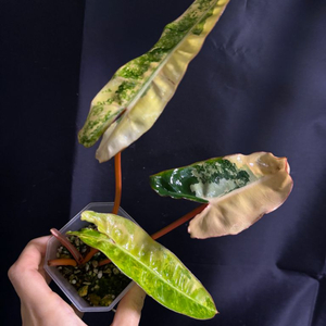 필로덴드론 빌리에티에 바리에가타