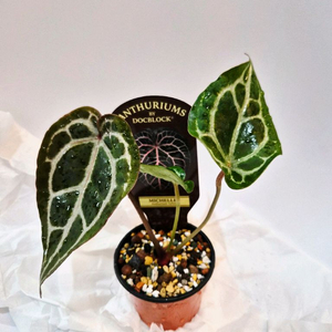 안스리움 닥터블락 미쉘 #네임택포함