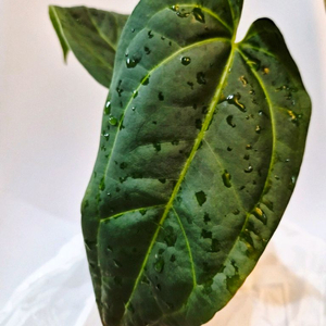 안스리움 닥터블락 dark&handsome & 블랙widow