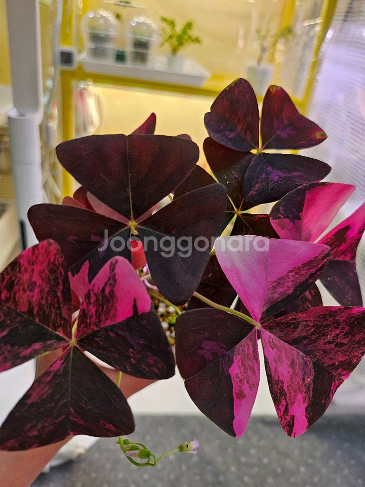 옥살리스 나비 사랑초 바리에가타<알로 안스x>--0