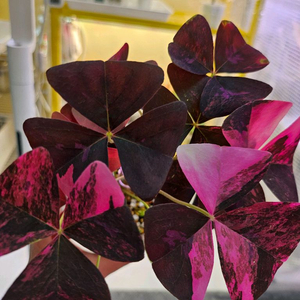 옥살리스 나비 사랑초 바리에가타<알로 안스x>