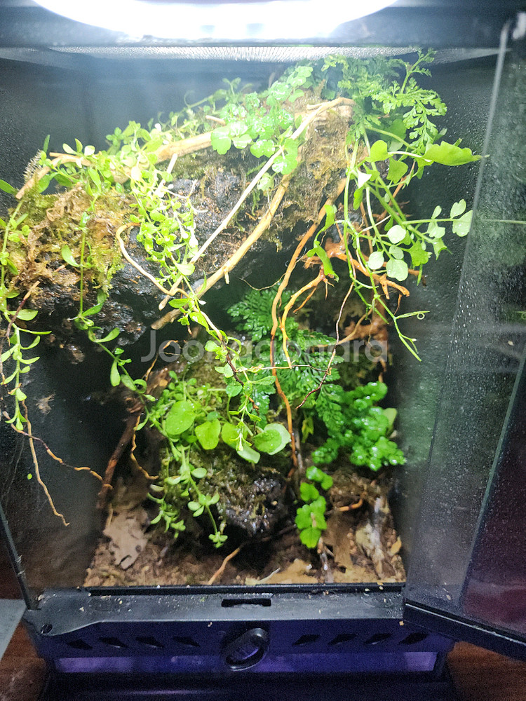 깊은 정글 은신처 비바리움 사육장--0