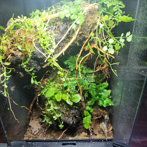 깊은 정글 은신처 비바리움 사육장