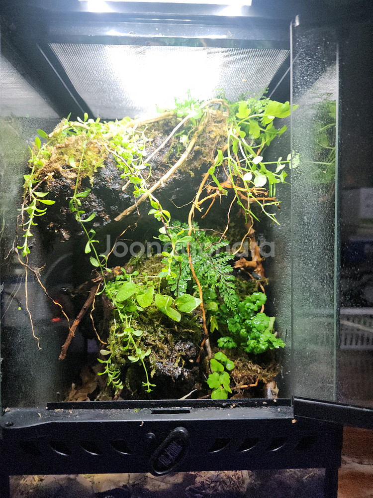 깊은 정글 은신처 비바리움 사육장--1