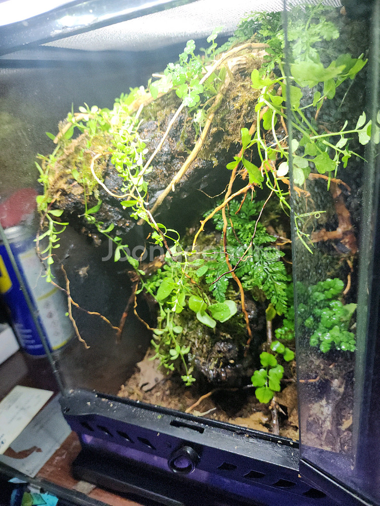 깊은 정글 은신처 비바리움 사육장--2