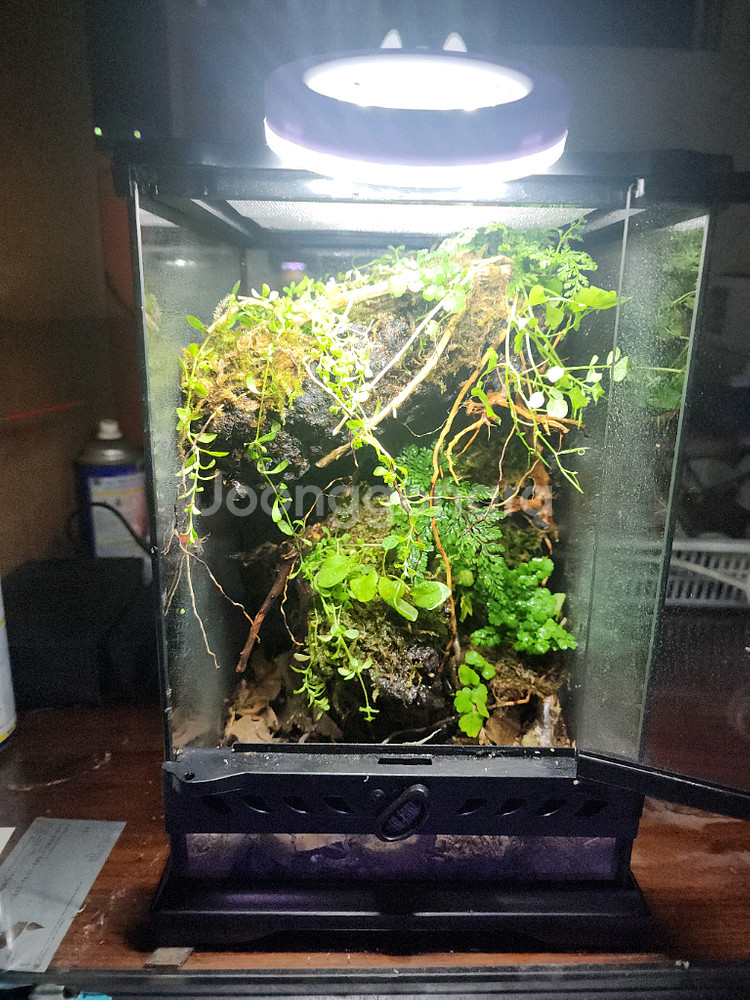 깊은 정글 은신처 비바리움 사육장--4