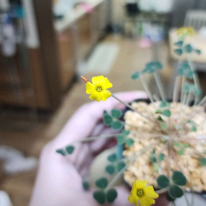 클로버2 사랑초 팝니다.(괴근 사랑초)