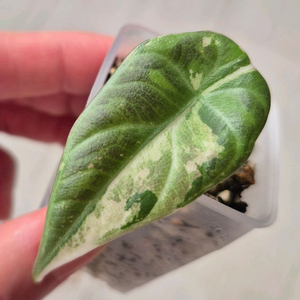 알로카시아 마하라니 알보 바리에가타/무천/자구묘