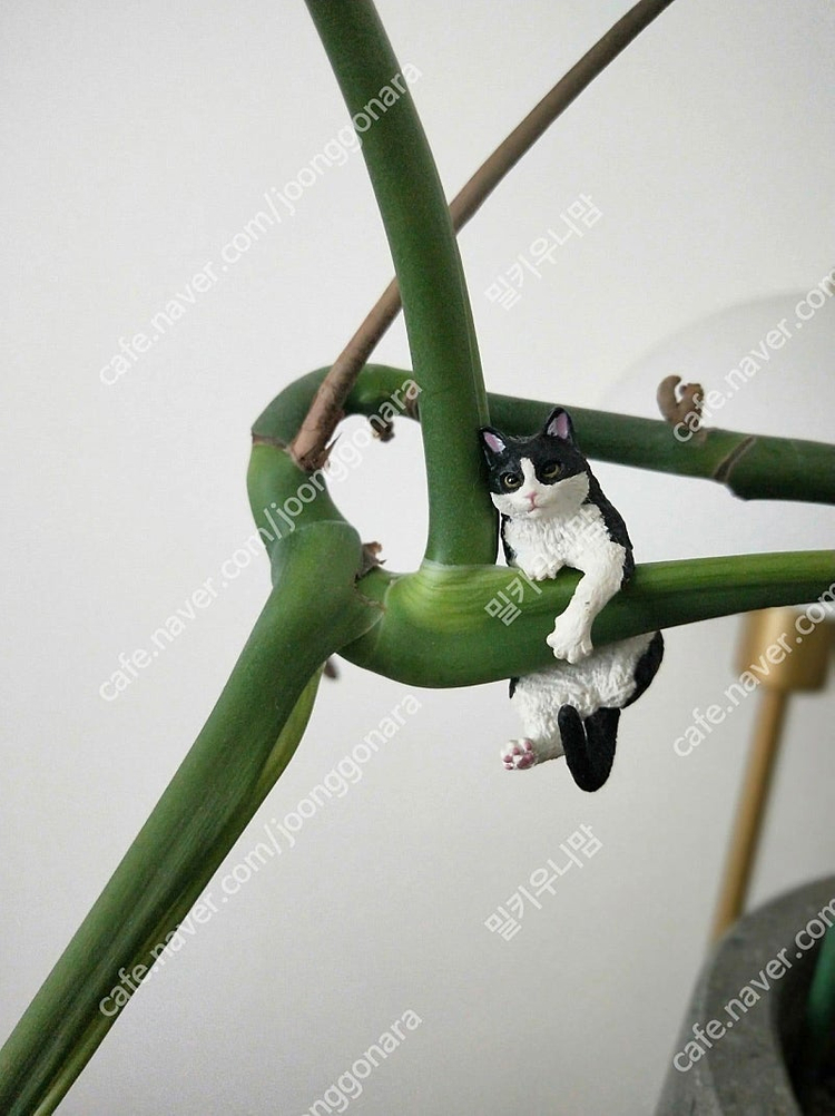 미개봉) 고양이 반지 피규어 가챠 스코티쉬폴드 삼색 일본 집사 장난감 오드아이 캡슐토이 미니어처--4