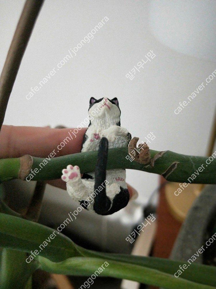 미개봉) 고양이 반지 피규어 가챠 스코티쉬폴드 삼색 일본 집사 장난감 오드아이 캡슐토이 미니어처--5