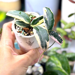 호야 리프리즘 산반 & 포터리엘팟