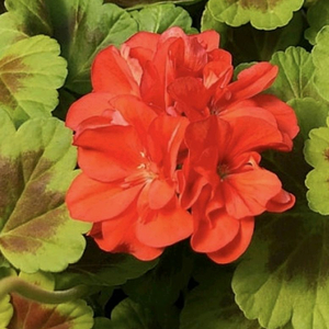 제라늄 오콜드쉴드 밀필드로즈